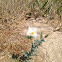 Prickly Poppy
