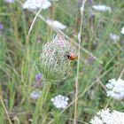 Lady Bug (Fünfpunktmarienkäfer)