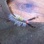 White-marked tussock moth