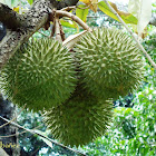 Durian