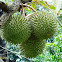 Durian