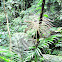 Fruto de palmera