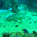Shark