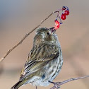 House Finch