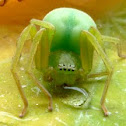 Green Huntsman Spider
