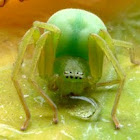 Green Huntsman Spider