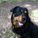 Rottweiler 