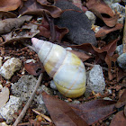 Florida Treesnail