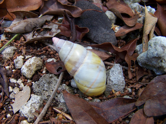 Spotting Image 1