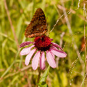 Regal Fritillary