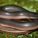 Midwestern Worm Snake