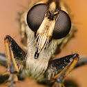 Robberfly