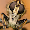 Robberfly