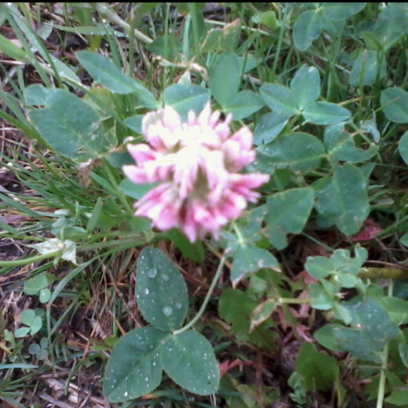 Spotting Image 1
