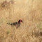 Southern Ground Hornbill