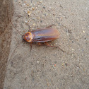 Oriental Cockroach (male)