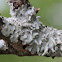 Greenshield lichen