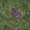 American Robin