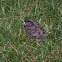 American Robin