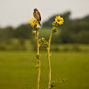 Dickcissel on Compass Plant