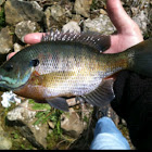 Bluegill