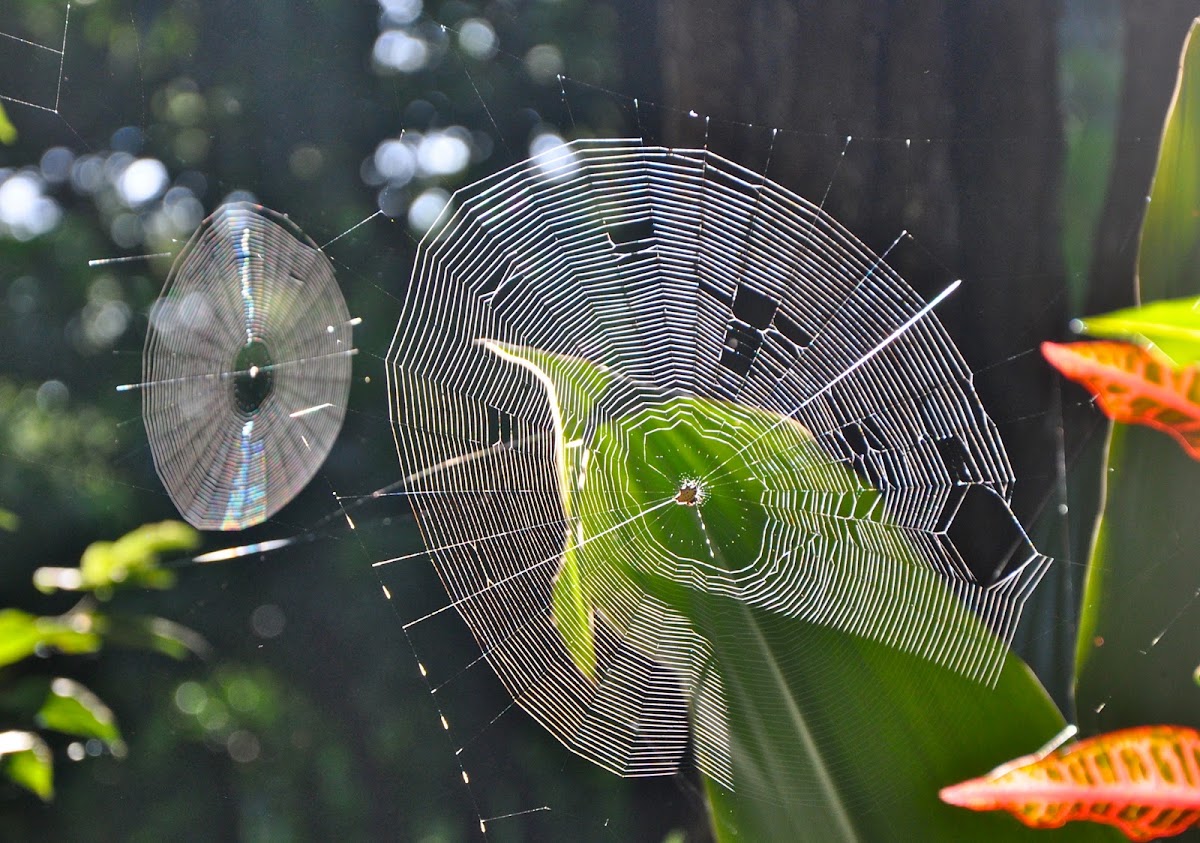 Thorny-orbed Spider webs