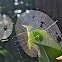 Thorny-orbed Spider webs