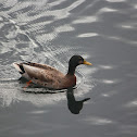 Hawaiian Duck