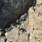 White Acorn Barnacle