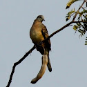 Zebra Dove or Barred Ground Dove