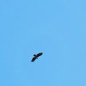 Red Tail Hawk