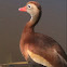 Black-bellied Whistling Duck