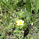 Bulbous Buttercup