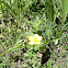 Bulbous Buttercup