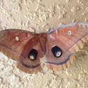 Polyphemus moth