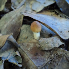 Cogumelo