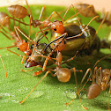 Queen Ant