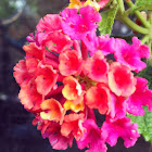 Lantana