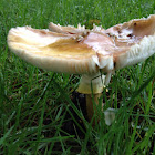 Amanita