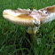 Amanita