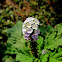 Indian heliotrope