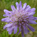 Acker-Witwenblume, Field Scabious