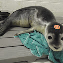 Harbor seal
