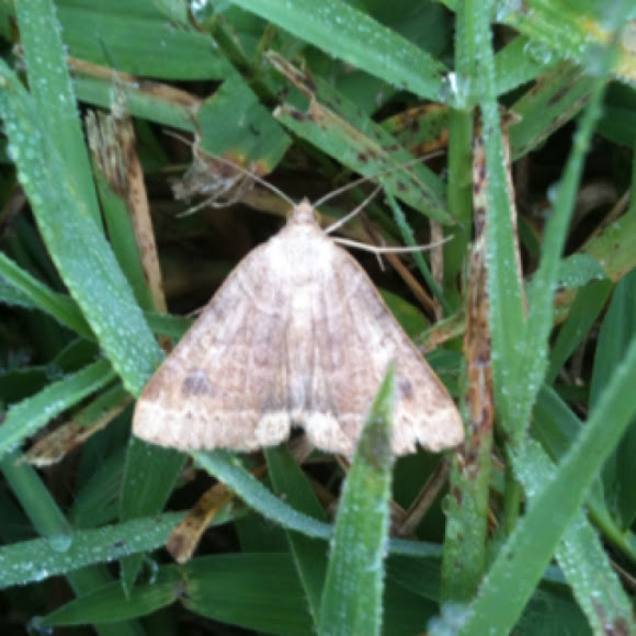 Spotting Image 1