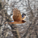 Northern Harrier Hawk