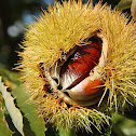 Chestnut