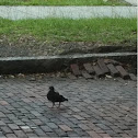Pigeon