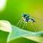 Long-legged Fly