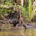 North American river otter