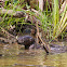 North American river otter